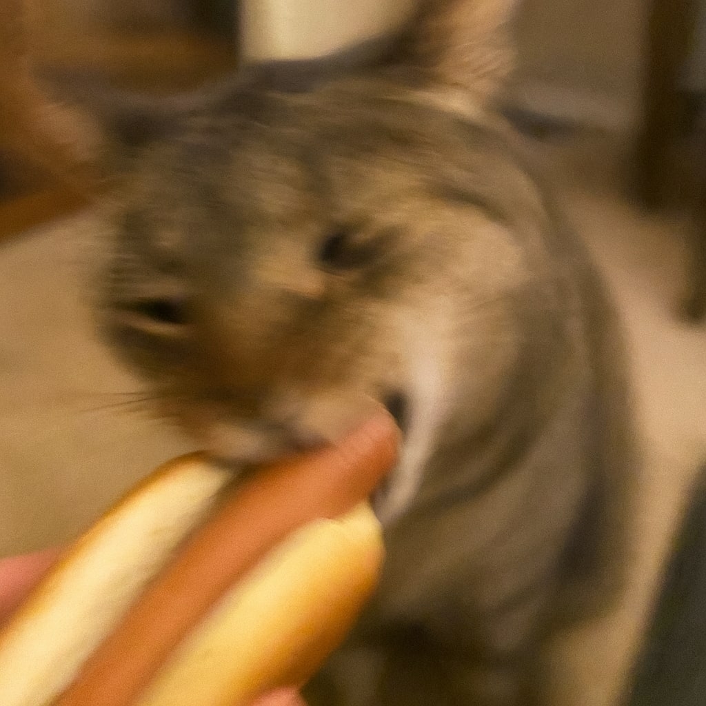 hotdog kitten